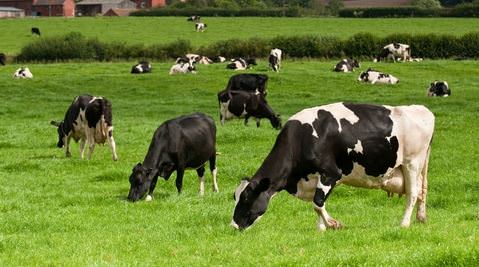 Cows in a field image